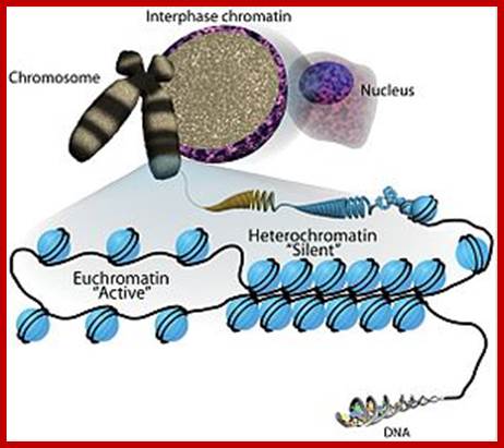  Sha, K. and Boyer, L. A. The chromatin signature of pluripotent cells (May 31, 2009), StemBook, ed. The Stem Cell Research Community, StemBook, doi/10.3824/stembook.1.45.1.