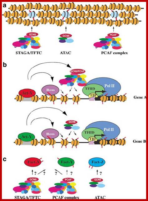 Image result for chromatin loosening components such as SWI/SNF, SAGA and RNAPII