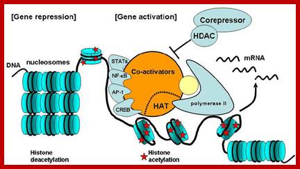 Image result for Activator cofactor activates gene expression