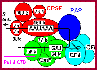 metazoan polyadenylation factors