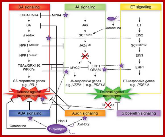 Image result for Network of phytohormones