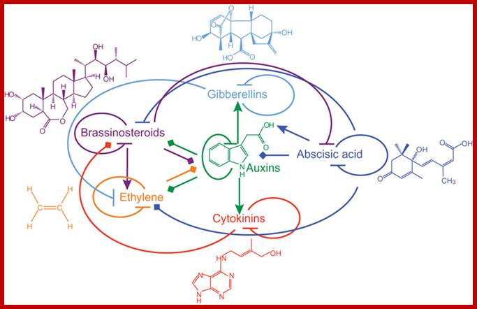 Figure 1: Phytohormone structures and functional interactions. Lines with arrowheads, upregulation of hormone biosynthetic genes or downregulation of genes involved in hormone inactivation; blocked arrows, downregulation of genes involved in hormone biosynthesis or upregulation of genes involved in inactivation of a hormone; diamond arrowheads, changes in gene expression with ambiguous outcome. Figure is adapted from previous work3.