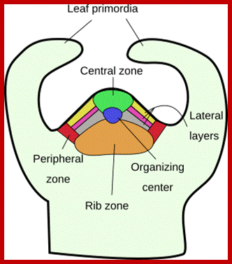 Image result for Plant Apical meristem