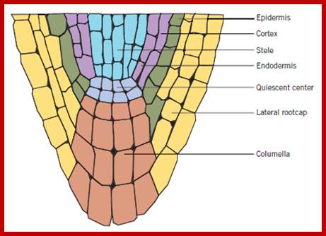 Image result for structural regions of Root meristem