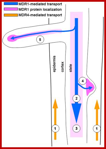 Image result for auxin basipetal transport