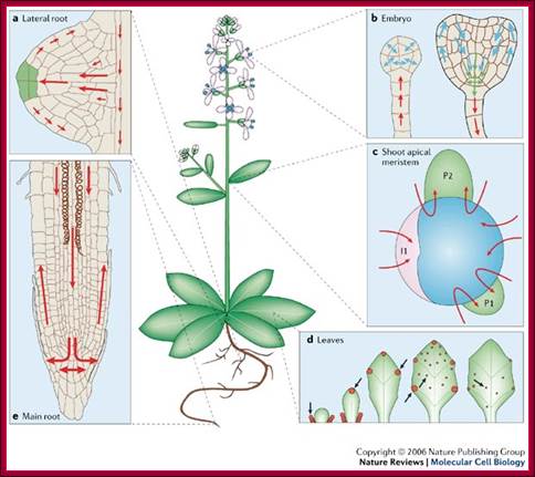 Auxin in action: signalling, transport and the control of plant growth and development