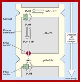 Image result for auxin movement in cells -pin protein used