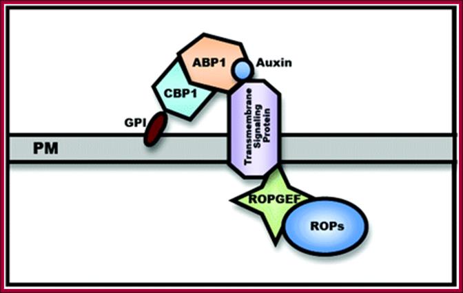 Figure 2.