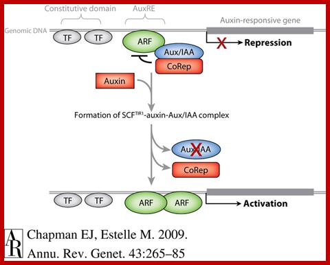 Image result for auxin induced genes- and promoters