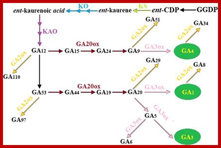 Image result for Gibberellin induced genes expression