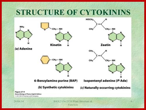 Image result for Cytokinins