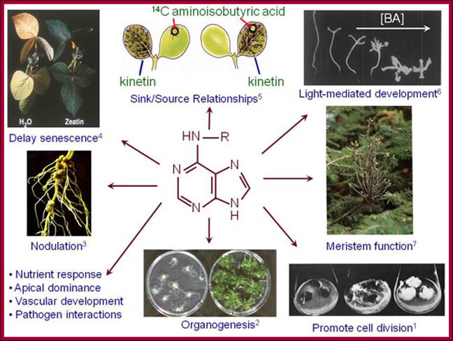 http://labs.bio.unc.edu/Kieber/Cytokinin%20functions.jpg