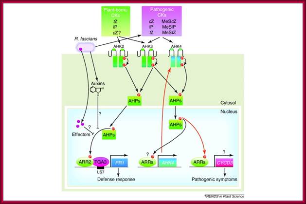 Thumbnail image of Figure 1. Opens large image