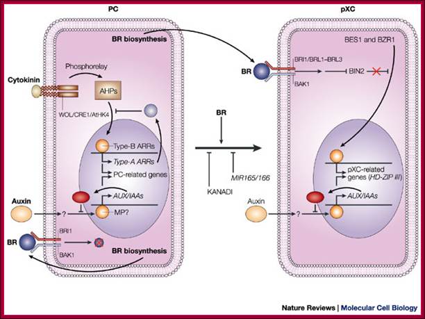 Signals that control plant vascular cell differentiation