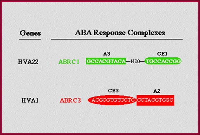 http://www.biology.wustl.edu/faculty/ho/hopict3.gif