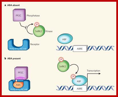 Image result for Abscisic acid signalling