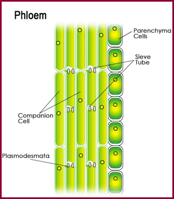 pholem