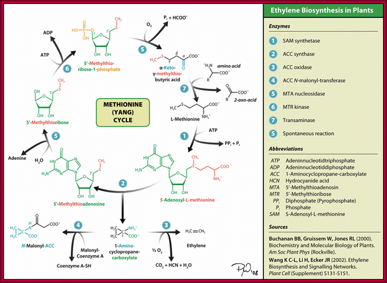 File:Yang-cycle.png