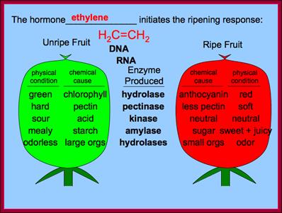 http://plantphys.info/plant_physiology/images/appleripening.gif