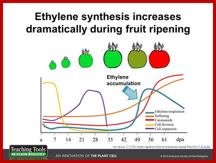 Image result for Ethylene biosynthesis and responsive genes