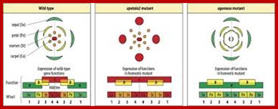 Image result for Combinatorial action of A, B and C modular genes