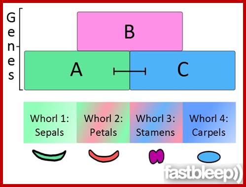 Image result for Transcription of homeotic cell specific genes in flowering