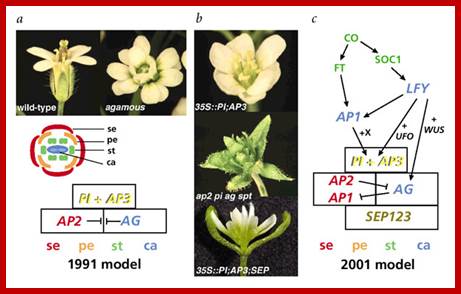 Image result for Floral gene mutants and their effects on their phenotypes