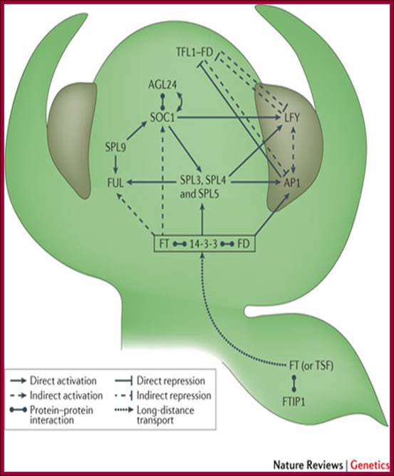 The genetic basis of flowering responses to seasonal cues