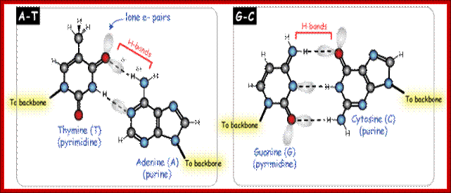 dna base pairing