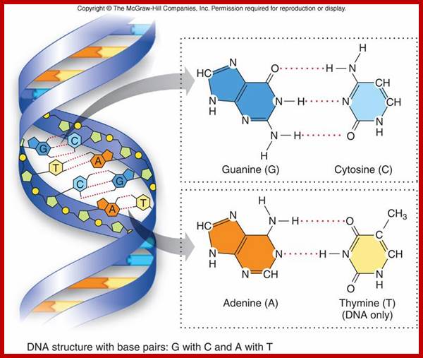 Image result for DNA complementary base pairing