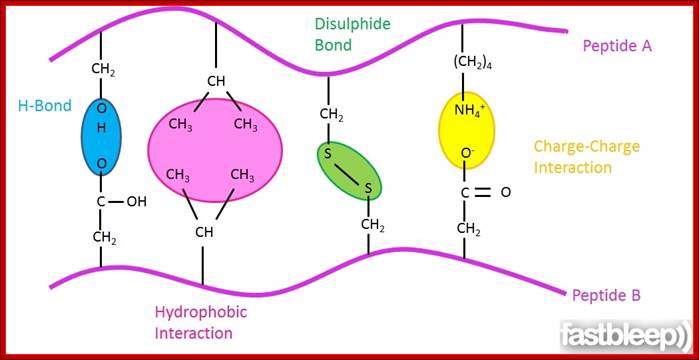 Types of protein bonds and interactions