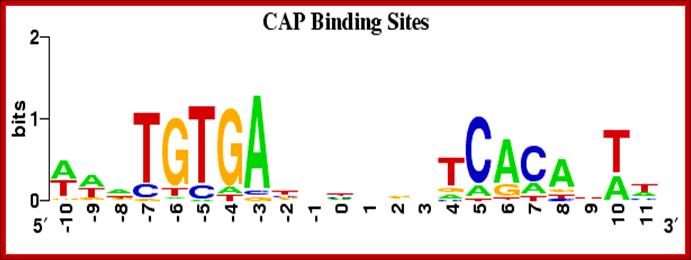 CAP Binding Site Logo