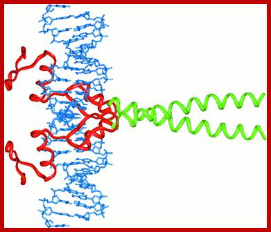 Image result for Leucine zipper protein