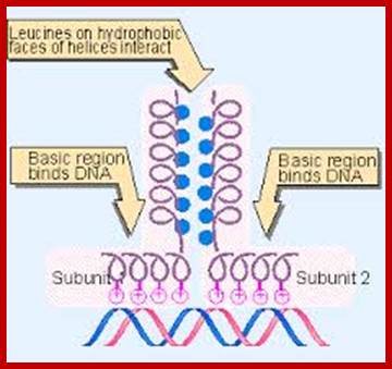 Image result for leucine zipper dna binding motif