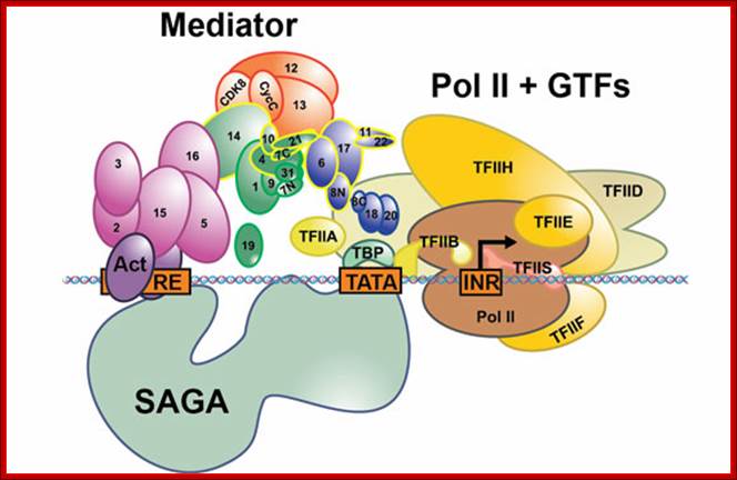 Figure 1: Schematic view of the Pol II preinitiation complex at the core promoter.