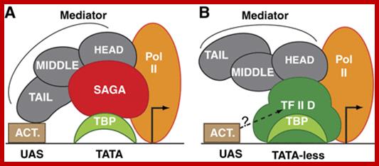 Image result for Mediator complex interact with RNAP tail 