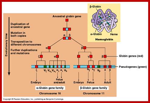 Image result for synthesis of hemoglobin throughout the development