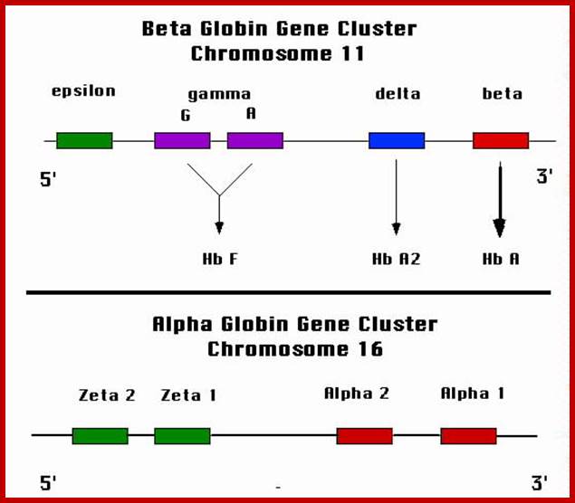 Image result for alpha globin clusters on chromosome 16