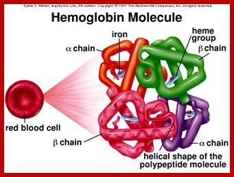 Image result for alpha globin protein