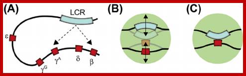 Figure 2 Interactions within the beta-globin gene locus. (A) The stochastic looping mechanism of the interaction of the human locus control region (LCR) with different beta-globin genes in transgenic mouse erythroid cells. (B, C) The nature of the LCR-globin gene interactions. (B) The elements produce micro-oscillating movements within a small nuclear volume and can occasionally establish short-lived contacts. (C) The elements establish a stable long-lived contact. 
                