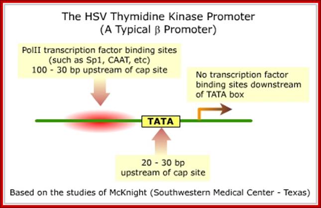 thymidine kinase promoter