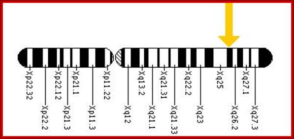 The HPRT1 gene is located on the long (q) arm of the X chromosome at position 26.1.