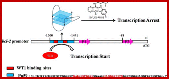 Image result for WT1 binding sites - sequence