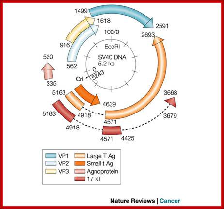 SV40 and human tumours: myth, association or causality?