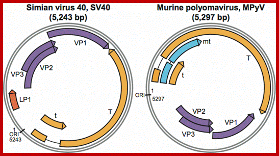 Image result for Polyoma and SV40 regulatory regions