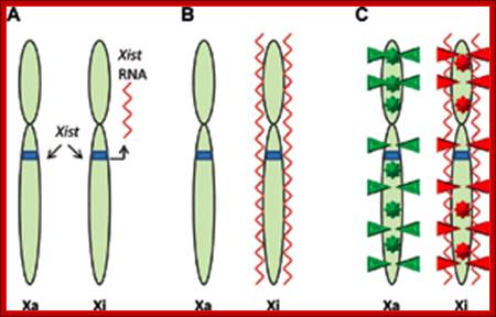 X-Chromosome-Inactivation.jpg