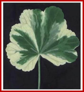 Figure 14-61. A variegated leaf.