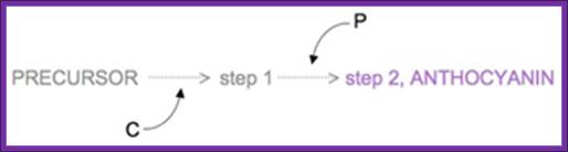 A conceptual diagram with words and arrows shows the two-step chemical reaction that produces the pigment anthocyanin. The reaction is shown from left to right with the precursor molecule first, a step 1 intermediate molecule next, and, finally, the step 2 molecule, anthocyanin. Conversions between these molecules are shown with dotted, grey arrows. Gene Cs involvement in the conversion of the precursor molecule to the step 1 intermediate is depicted in the diagram as a letter C below the reaction with a curved arrow pointing to the dashed line between the precursor and step 1. Gene Ps involvement in the conversion of the step 1 intermediate to the step 2 final product, anthocyanin, is shown with a letter P above the reaction with a curved arrow pointing to the dashed line between the step 1 intermediate and anthocyanin. All genes and molecules are shown in black or grey, except the anthocyanin molecule, which is shown in purple to indicate that it is the molecule responsible for the purple color of the flowers.