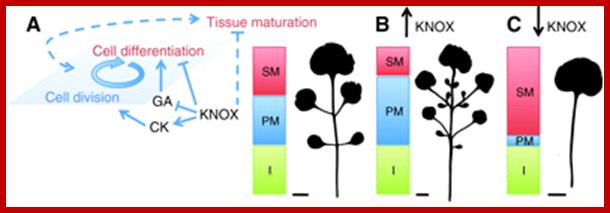 Fig. 6.