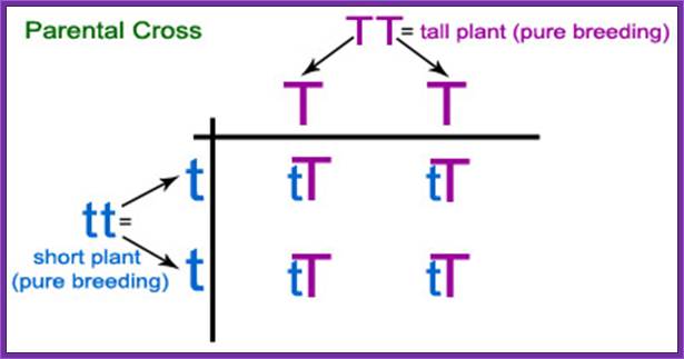 parental cross - Figure 6: Punnet square showing a parental cross of a two plants, one with alleles TT and the other with alleles tt. All offspring (F1) are tT, possessing the recessive short gene, and expressing the dominant tall gene.